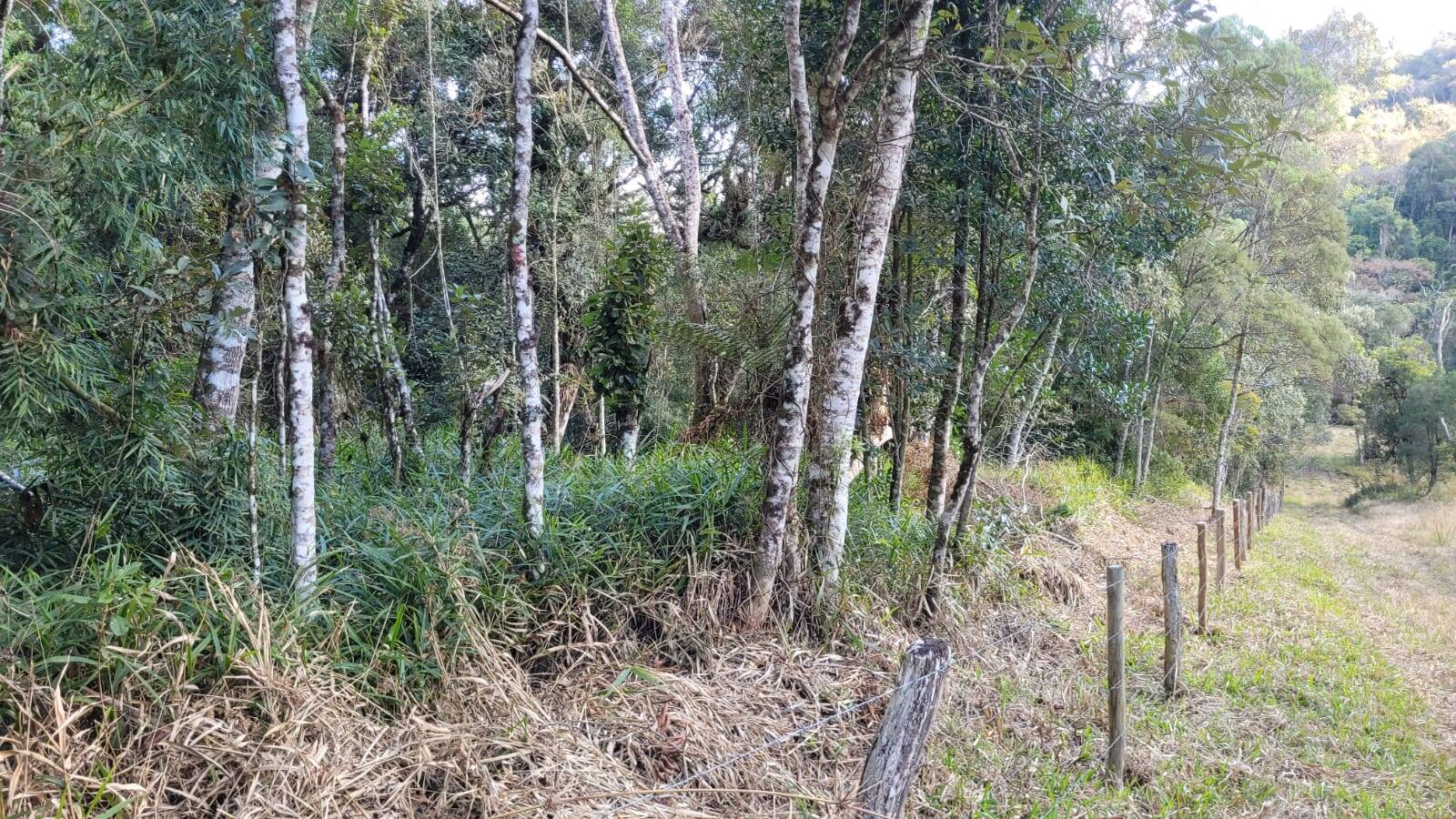 Terreno, 15 hectares - Foto 13