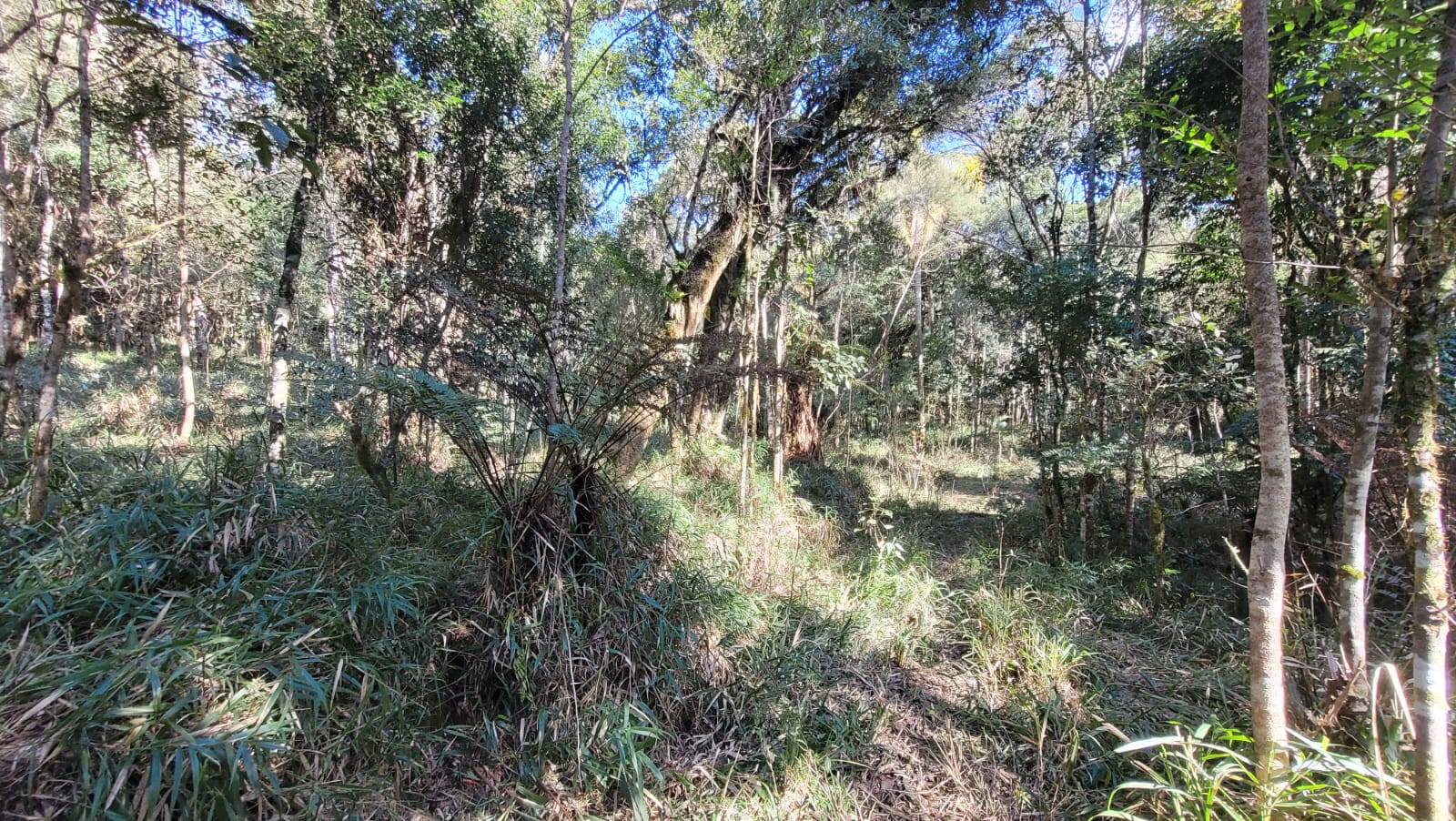 Terreno, 15 hectares - Foto 9