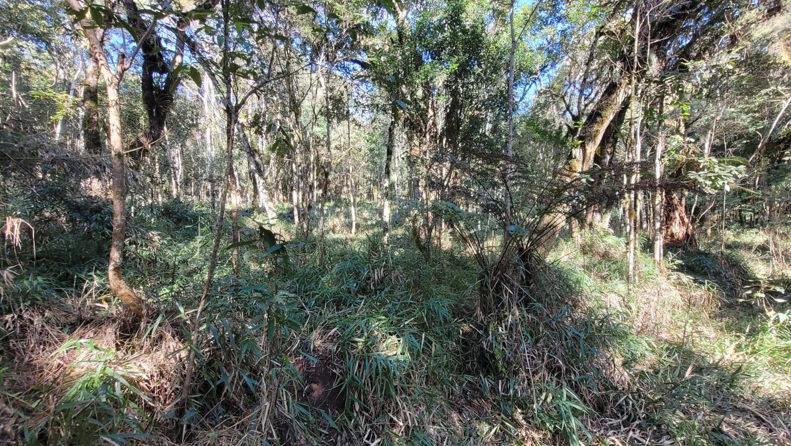 Terreno, 15 hectares - Foto 10