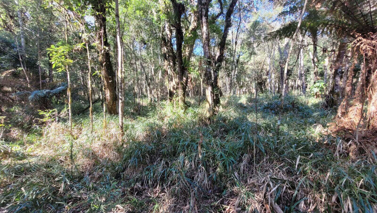 Terreno, 15 hectares - Foto 11