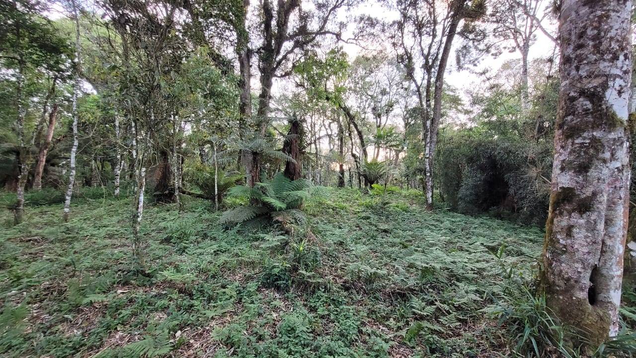 Terreno, 2000 m² - Foto 7