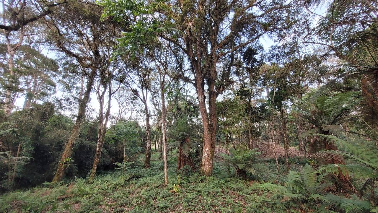 Terreno, 2000 m² - Foto 8