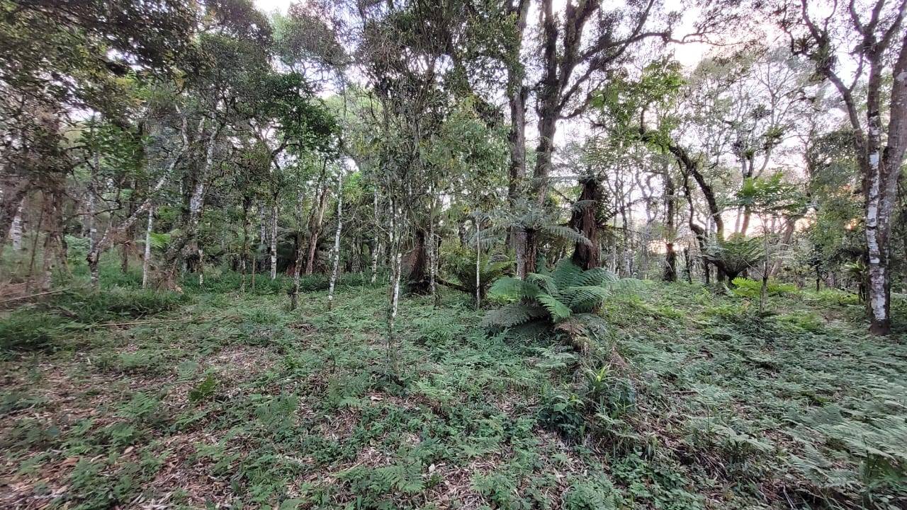 Terreno, 2000 m² - Foto 9