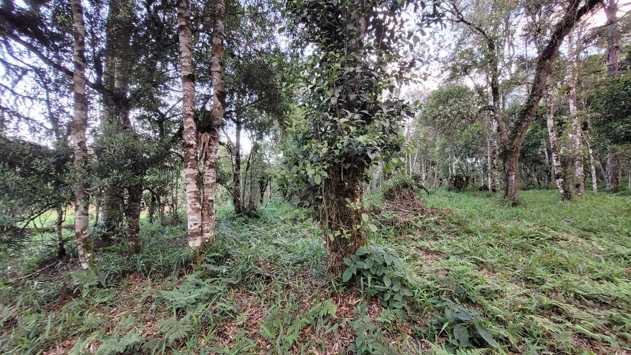 Terreno, 2000 m² - Foto 12