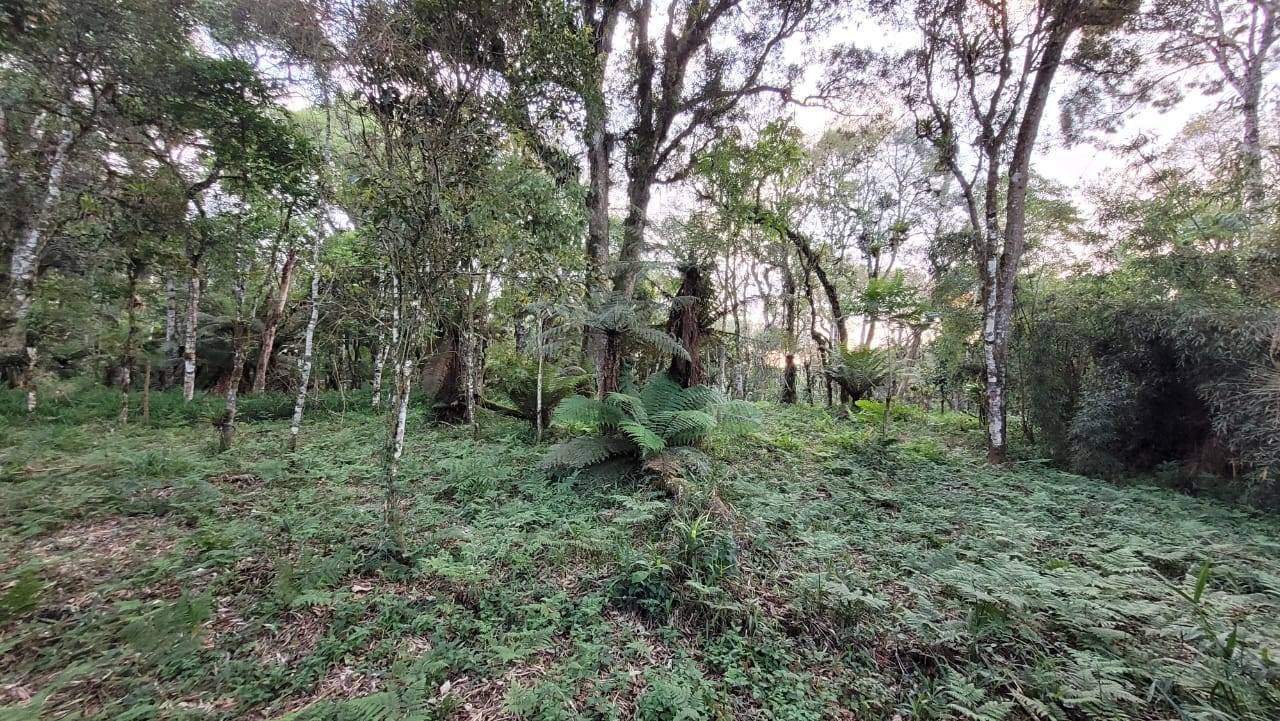 Terreno, 2000 m² - Foto 14