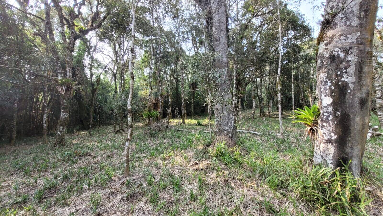 Terreno, 2000 m² - Foto 4