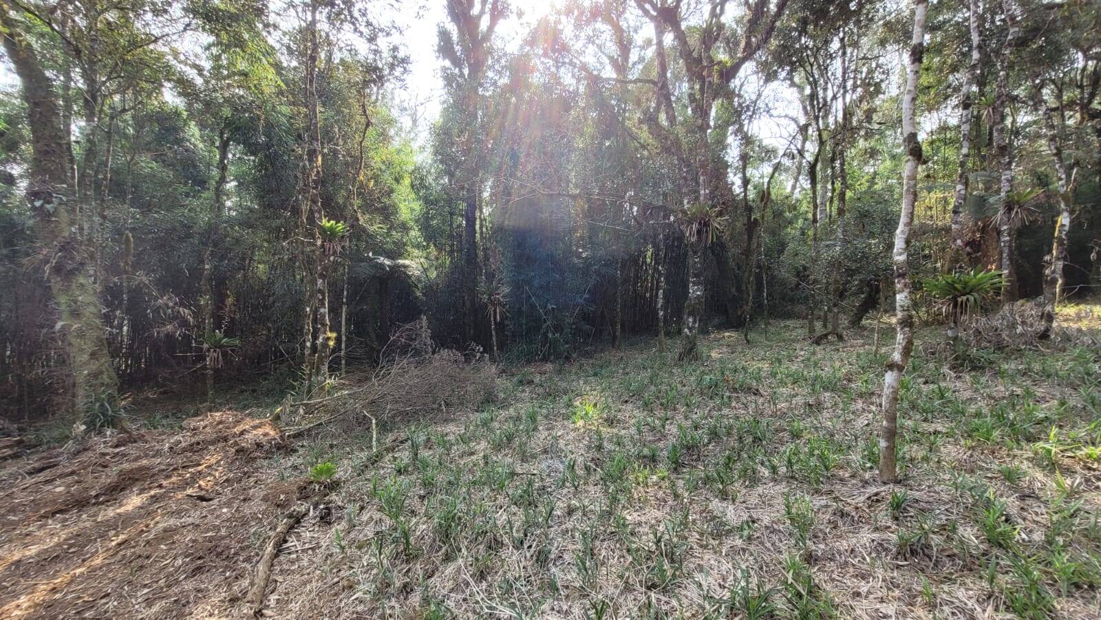 Terreno, 2000 m² - Foto 5