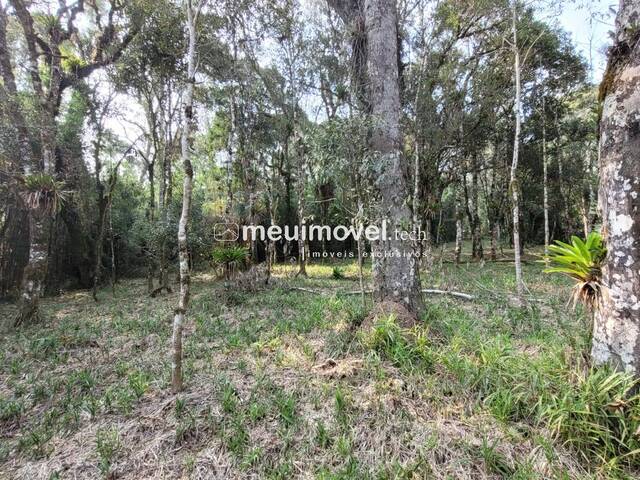 Área para Venda em São Bento do Sul - 4
